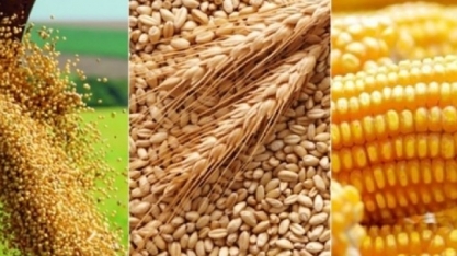 Brasil gasta 42% a mais com importação de grãos neste ano