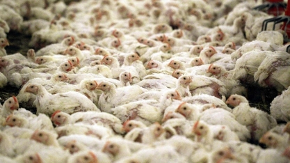 Gripe aviária na Polônia atinge granjas com cerca de 650 mil aves
