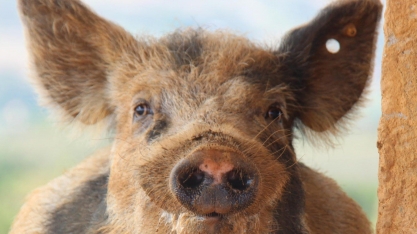 Novos criadores de suínos da China querem superar ciclo de 'sobe e desce'