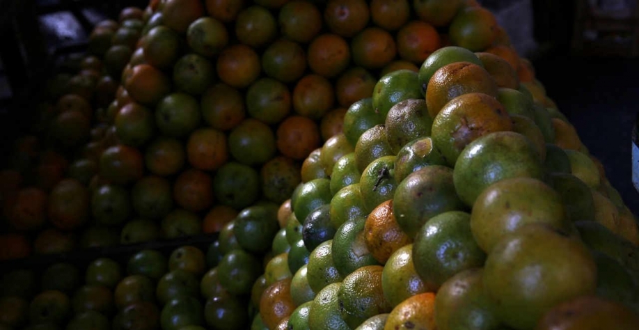 Vagas de trabalho crescem 8,6% nos pomares de laranja, diz CitrusBR