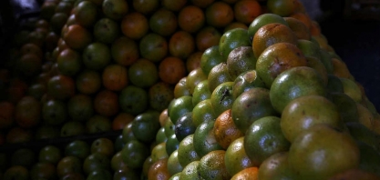 Vagas de trabalho crescem 8,6% nos pomares de laranja, diz CitrusBR