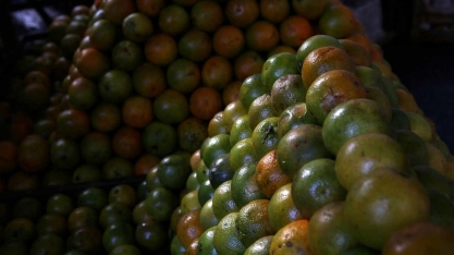 Vagas de trabalho crescem 8,6% nos pomares de laranja, diz CitrusBR
