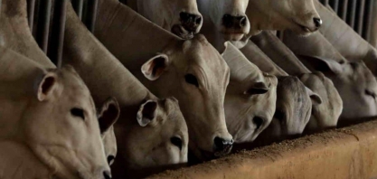 Vaca louca: Senador dos EUA quer impedir importações de carne brasileira 