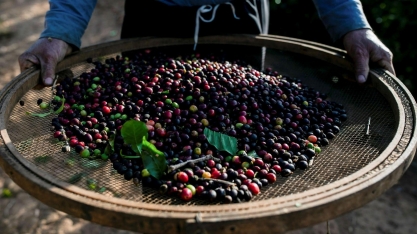 Produtores de café são processados por tradings no Brasil