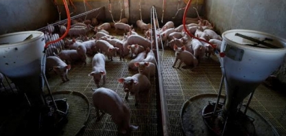 Suínos: Preço médio pago ao produtor tem a maior média real para outubro