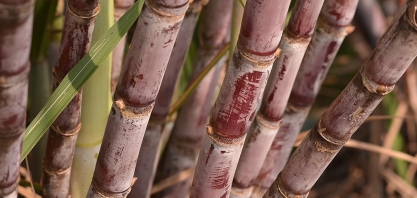Conab reduz estimativas para produção de cana-de-açúcar