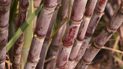 Conab reduz estimativas para produção de cana-de-açúcar
