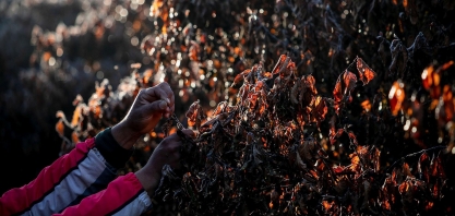 Bancos e cooperativas pedem R$ 654,5 mi para cafezais atingidos por geadas