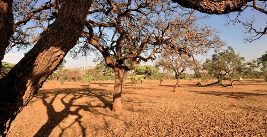 Agricultura do Brasil está perdendo o clima ideal, diz, estudo