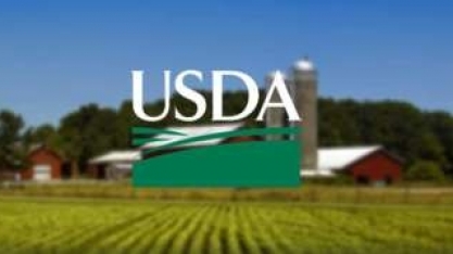 USDA reduz estimativa de produção de soja e eleva de milho