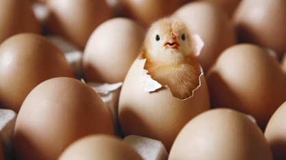 Exportação de ovos no ano cresce 139% em volume e 110% em receita