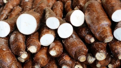 Mandioca perde espaço para soja, oferta cai e preços sobem