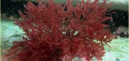 Gado que come algas marinhas se torna 90% menos gasoso