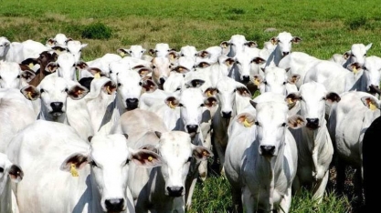 Vacas que emitam menos metano são desafio para cientistas