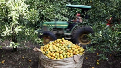Cutrale, Citrosuco e LD veem disparada nos preços do suco de laranja em NY 