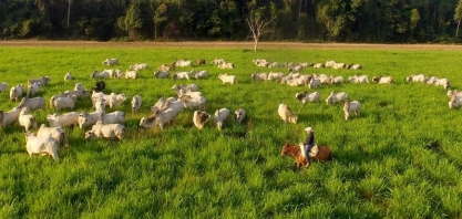 A boiada, o gás metano e o clima – Por Celso Ming