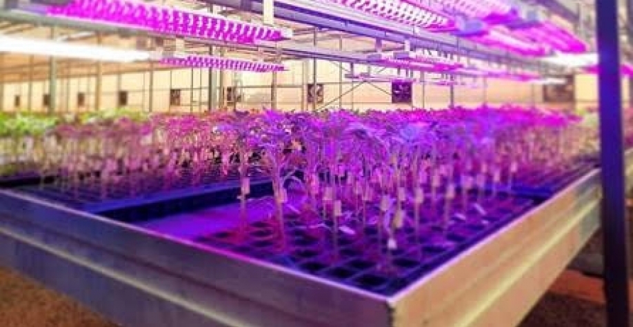Varixx,Vertigarden e ESALQ se unem para reinventar a agricultura do futuro