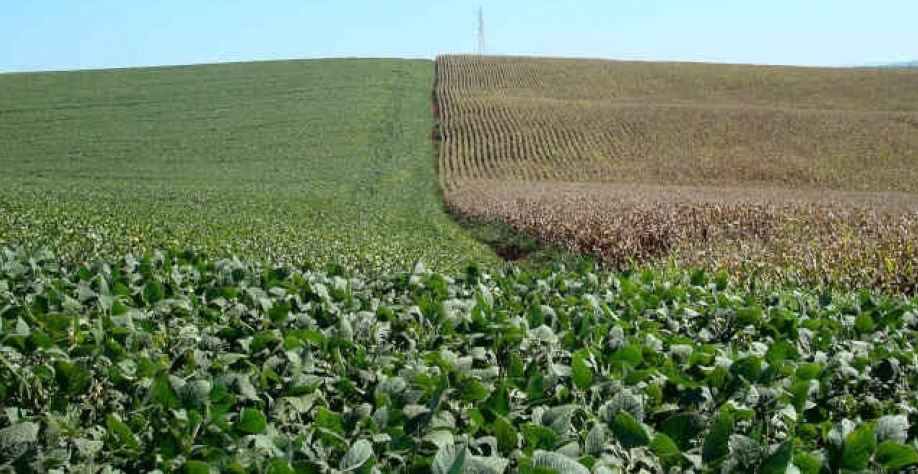 Preço elevado e falta de insumos afetam oferta de grãos na safra 2022/23 