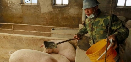 China relata surto de peste suína africana na ilha de Hainan