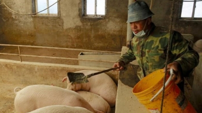 China relata surto de peste suína africana na ilha de Hainan