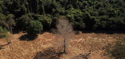 UE propõe lei que proíbe importação de mercadorias ligadas ao desmatamento