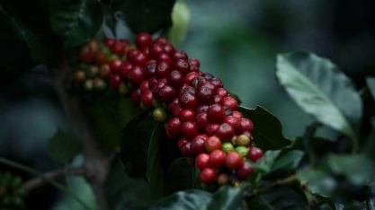 Produção de café da Colômbia cai 13% em outubro
