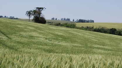 Trigo: Análise Conjuntural Agromensal Cepea/Esalq/USP Outubro/2021
