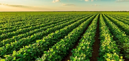 Soja: Análise Conjuntural Agromensal Cepea/Esalq/USP Outubro/2021