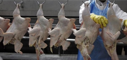 Frango: Exportação em outubro cresce 24,2% em outubro comparada a 2020
