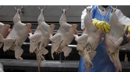 Frango: Exportação em outubro cresce 24,2% em outubro comparada a 2020