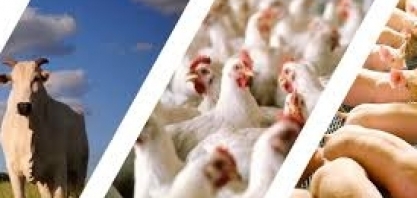 Abates de frango e suínos atingem recordes no 3º trimestre, bovinos recuam 
