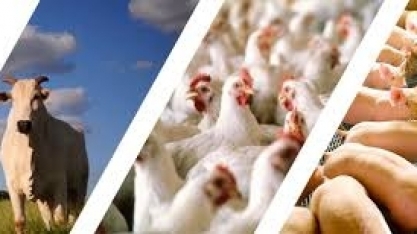 Abates de frango e suínos atingem recordes no 3º trimestre, bovinos recuam 
