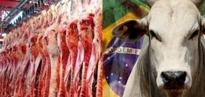Exportações totais de carne bovina caíram 47% em novembro 
