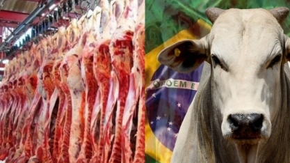 Exportações totais de carne bovina caíram 47% em novembro 