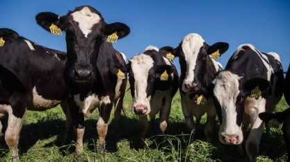 Vaca brava emite 40% mais gás metano e produz menos leite, afirma Embrapa