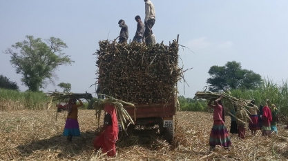 Consumo de etanol na Índia pode enxugar excedente de açúcar do país