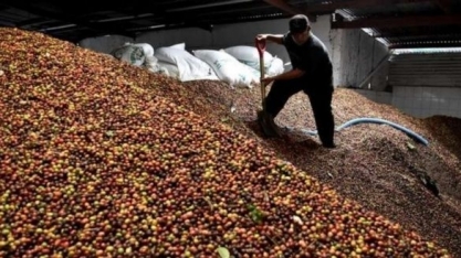 Café: Receita com exportação de janeiro a novembro cresce para US$ 5,9 bi