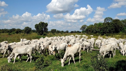 Boi: Análise Agromensal Conjuntural Cepea/Esalq/USP Novembro/2021