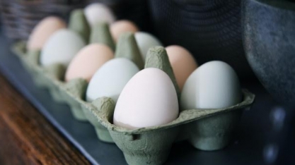 Ovos: Exportação em 2021 pode subir 52,9% em volume, para 9,550 mil t