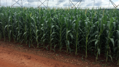 Milho: Análise Agromensal Conjuntural Cepea/Esalq/USP Novembro/2021