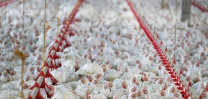 Frango: Análise Agromensal Conjuntural Cepea/Esalq/USP Novembro/2021