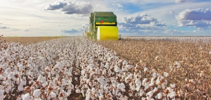 Algodão: Exportação em novembro cai 47,46% e receita recua 38,94%