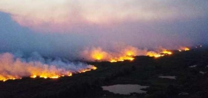 Pantanal está em risco por danos dos incêndios de 2020 e 3º ano de seca
