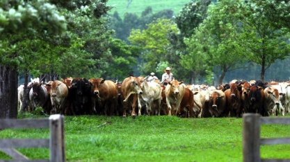 Quais são os desafios globais da agropecuária sustentável? 