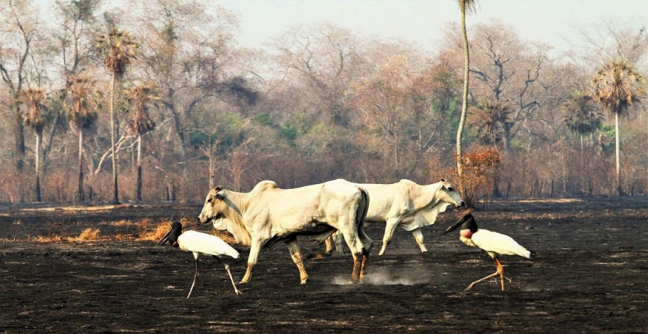 Sem saber, contribuintes brasileiros financiam retrocesso ambiental