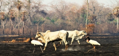 Sem saber, contribuintes brasileiros financiam retrocesso ambiental