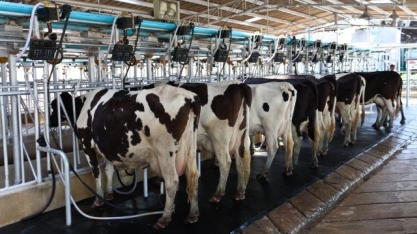 Leite: Preço ao produtor acumula queda real de 5% neste ano