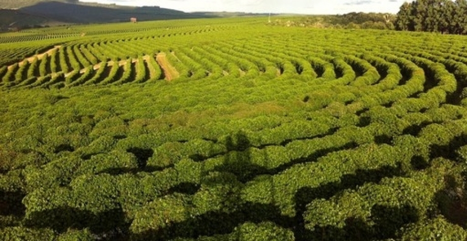 Café: Análise Agromensal Conjuntural Cepea/Esalq/USP Novembro/2021