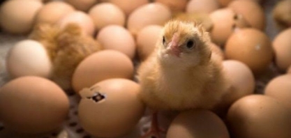 Brasil poderá exportar material genético avícola para Uganda