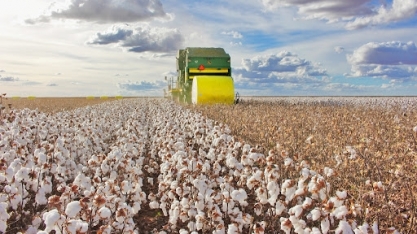 Algodão: Preços internos devem se manter sustentados ao longo do ano  